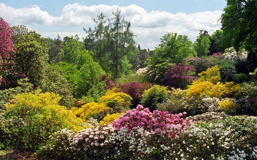 Rhododendrons and azaleas in full bloom at Leonardslee Gardens.