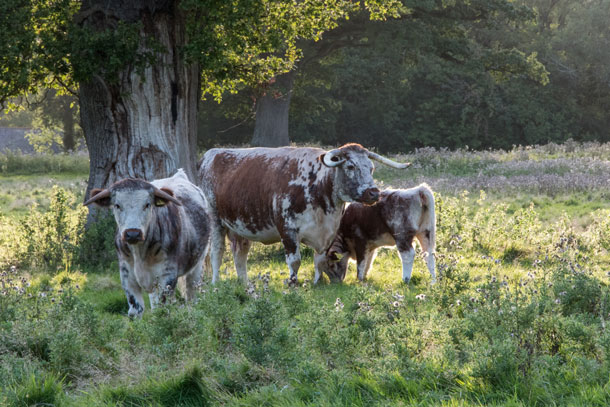 Longhorn cattle grazing under ancient oaks at Knepp Wildland.